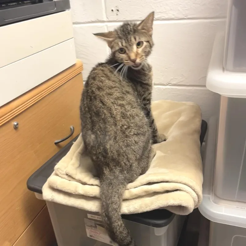 A young small-sized female Domestic Short Hair cat named Griselda for adoption in Albert Lea, MN