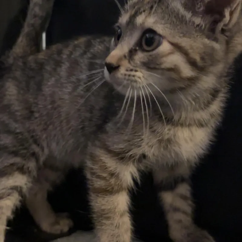 A baby small-sized female Orange / Red Domestic Short Hair cat named Molly for adoption in Edwards, IL