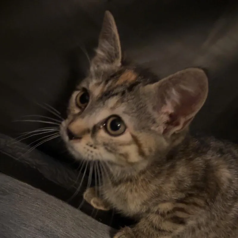Molly thumbnail 2
