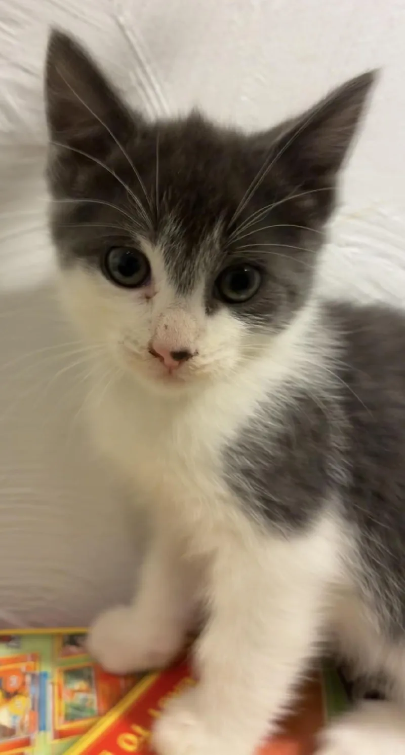 A baby medium-sized female Gray / Blue / Silver Domestic Short Hair cat named Maisey for adoption in East Brunswick, NJ