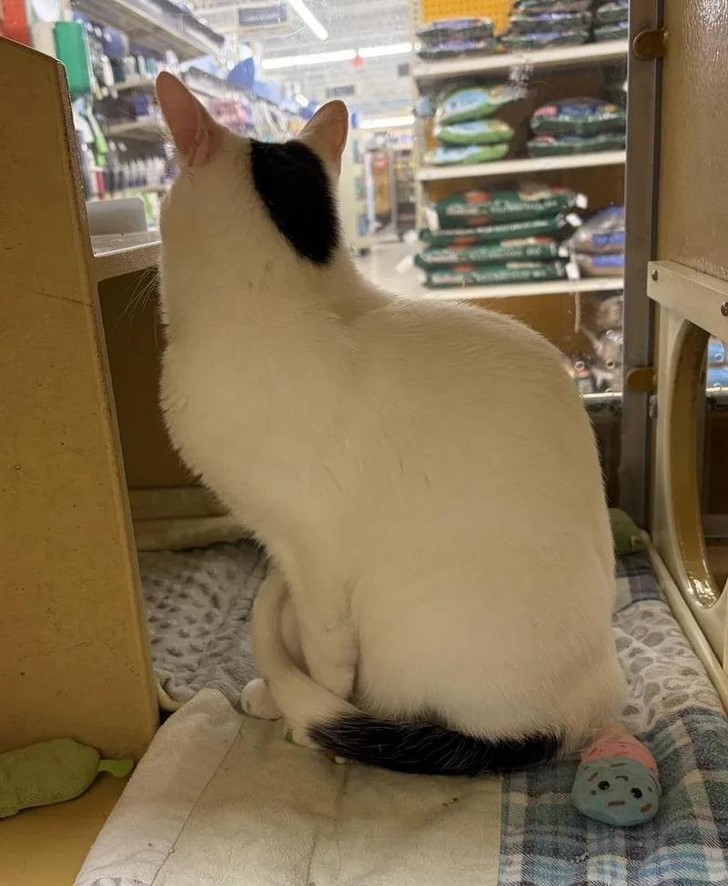 An adult medium-sized male Black & White / Tuxedo Domestic Short Hair cat named Glenn for adoption in Anoka, MN