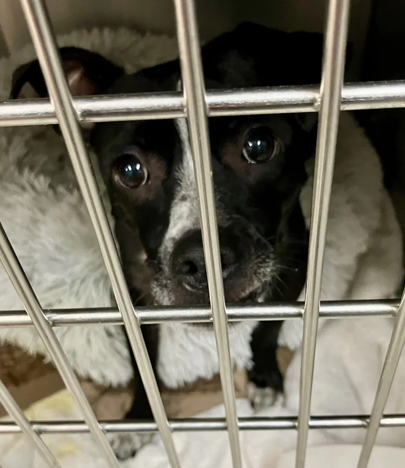 An adult small-sized male Chihuahua dog named Peewee for adoption in Parma, OH