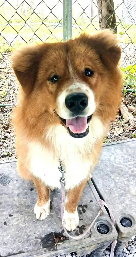 An adult medium-sized male Chow Chow dog named Fred for adoption in Pegram, TN