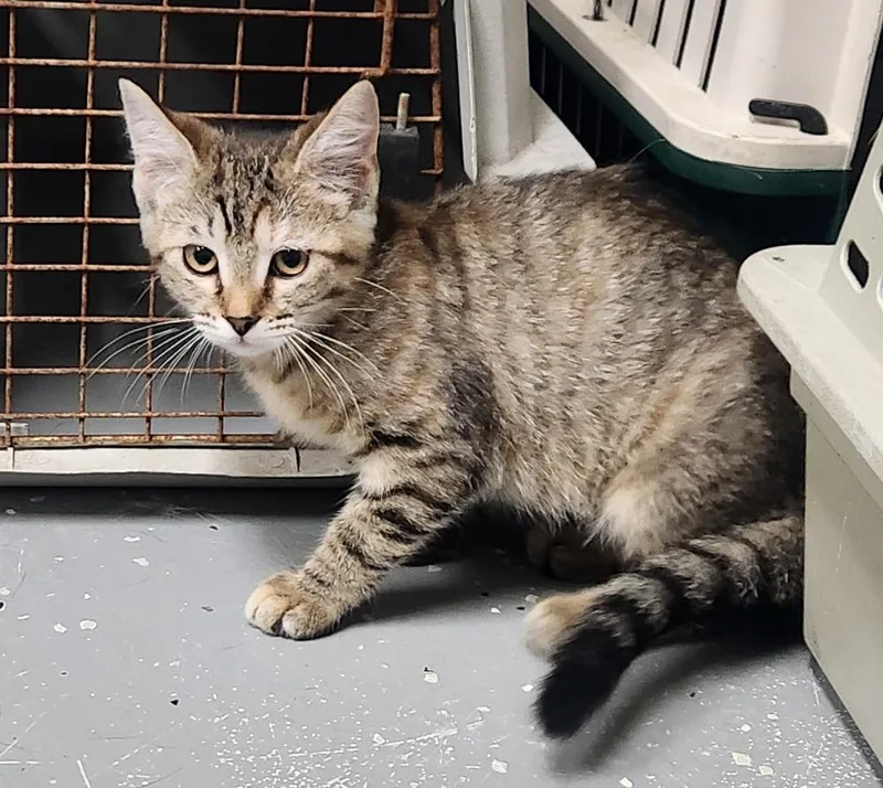 A young small-sized female Domestic Short Hair cat named Tia for adoption in Lexington, TN