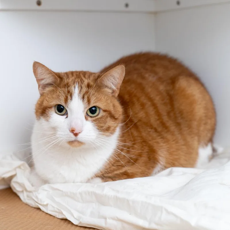 A young small-sized female Orange / Red American Shorthair cat named Orangina for adoption in New York, NY