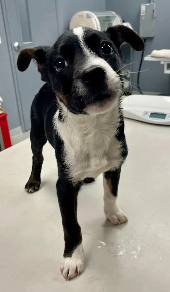 A young medium-sized male Black Terrier dog named Goober for adoption in Tyler, TX