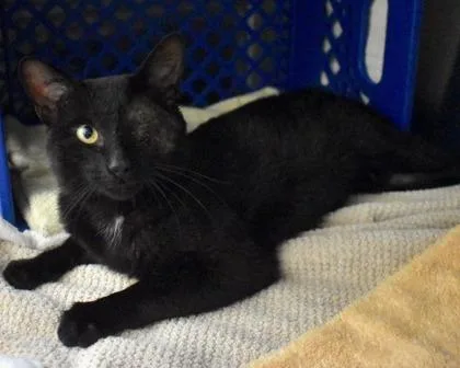 An adult small-sized male Domestic Short Hair cat named Bobcat for adoption in West Seneca, NY
