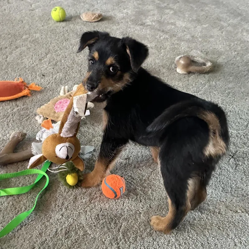 A baby small-sized male Black Mixed Breed dog named Noah for adoption in West Richland, WA