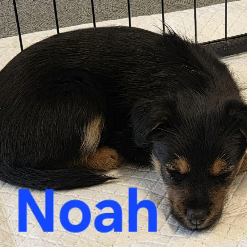 Noah thumbnail 3
