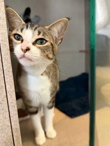 An adult medium-sized female Domestic Short Hair cat named Lilac for adoption in Washington, DC