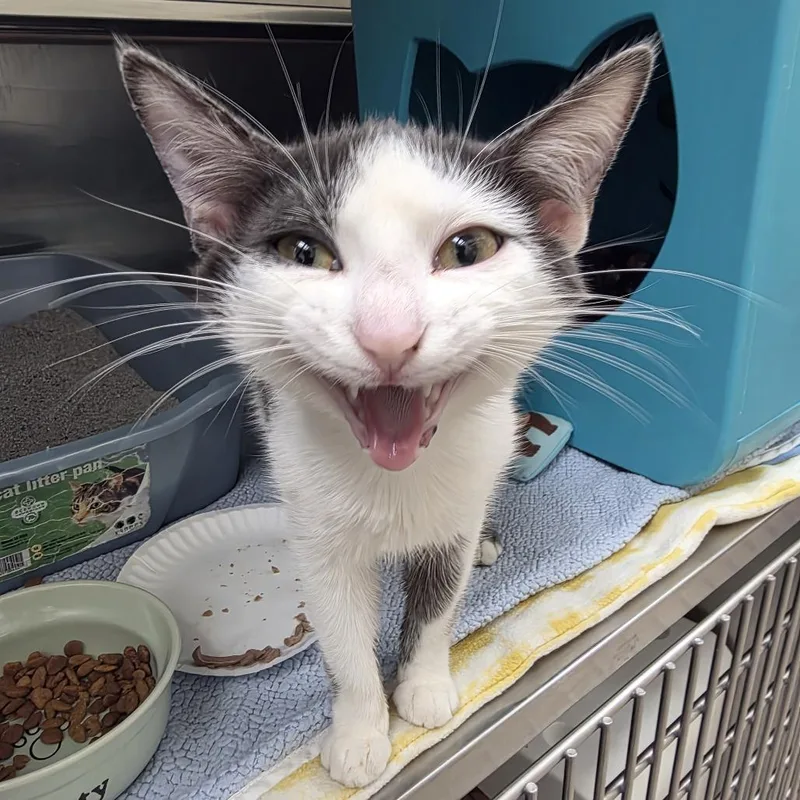 A young small-sized female White Domestic Short Hair cat named Meg for adoption in Oshkosh, WI