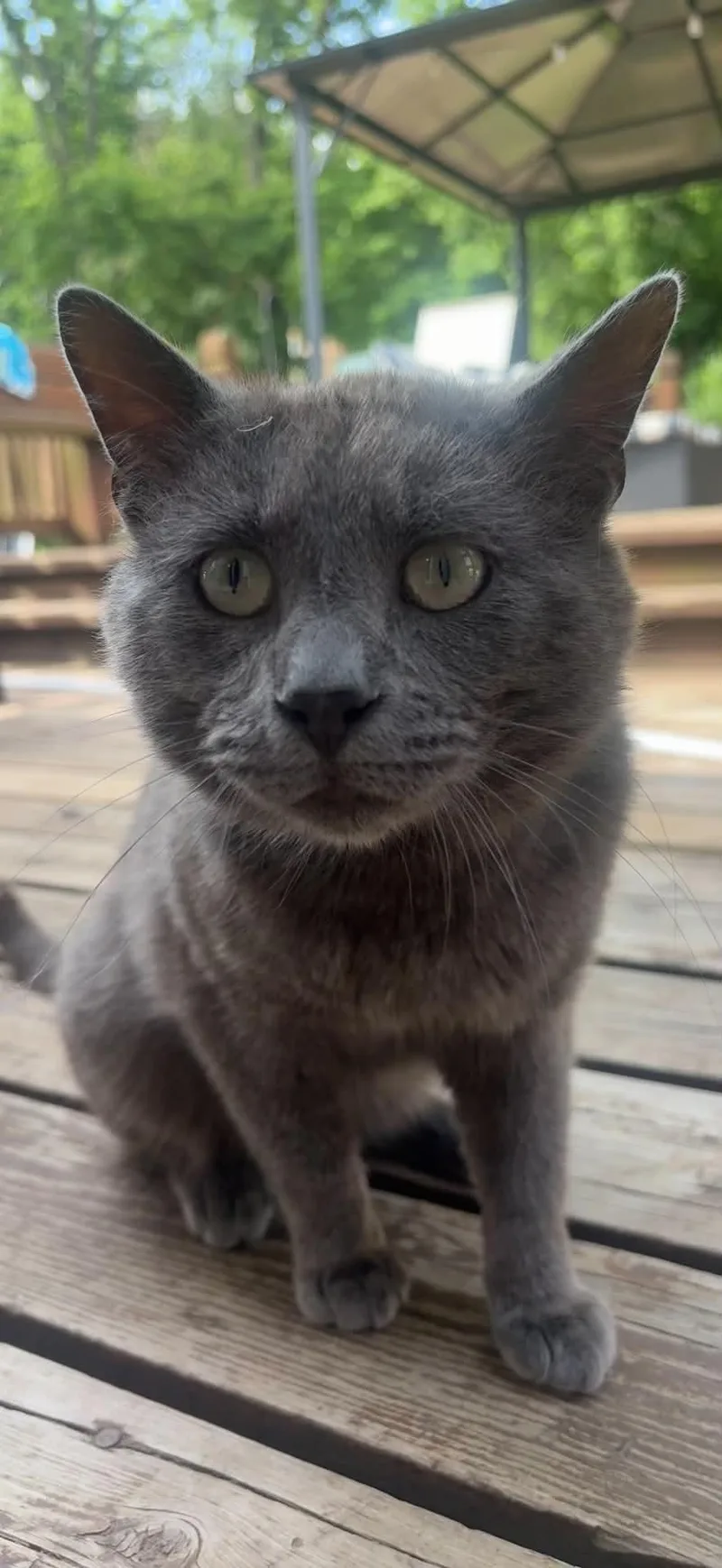 An adult medium-sized male Gray & White Domestic Short Hair cat named Mister Ffc for adoption in Omaha, NE