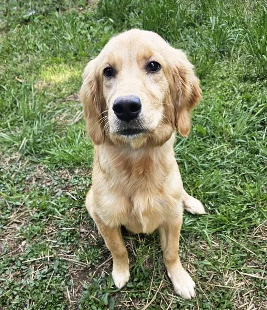 A young medium-sized female Yellow / Tan / Blond / Fawn Mixed Breed dog named Bulbasaur for adoption in Nashville, TN
