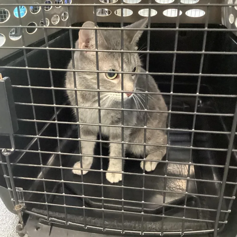 An adult medium-sized female Gray / Blue / Silver Domestic Short Hair cat named Ella for adoption in Montgomery, AL