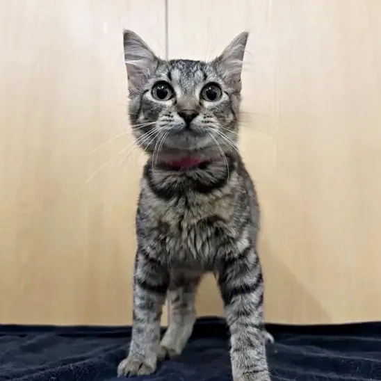 A young medium-sized female Brown / Chocolate Domestic Short Hair cat named Miss Langtree for adoption in Saint Louis, MO