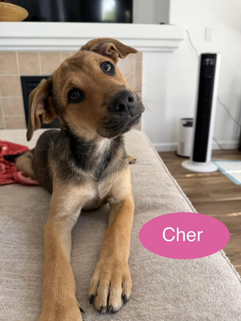 Cher & Lizzo thumbnail 3