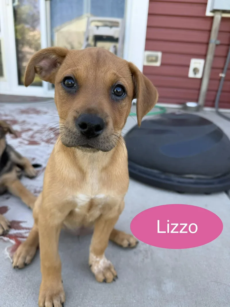 Cher & Lizzo thumbnail 5