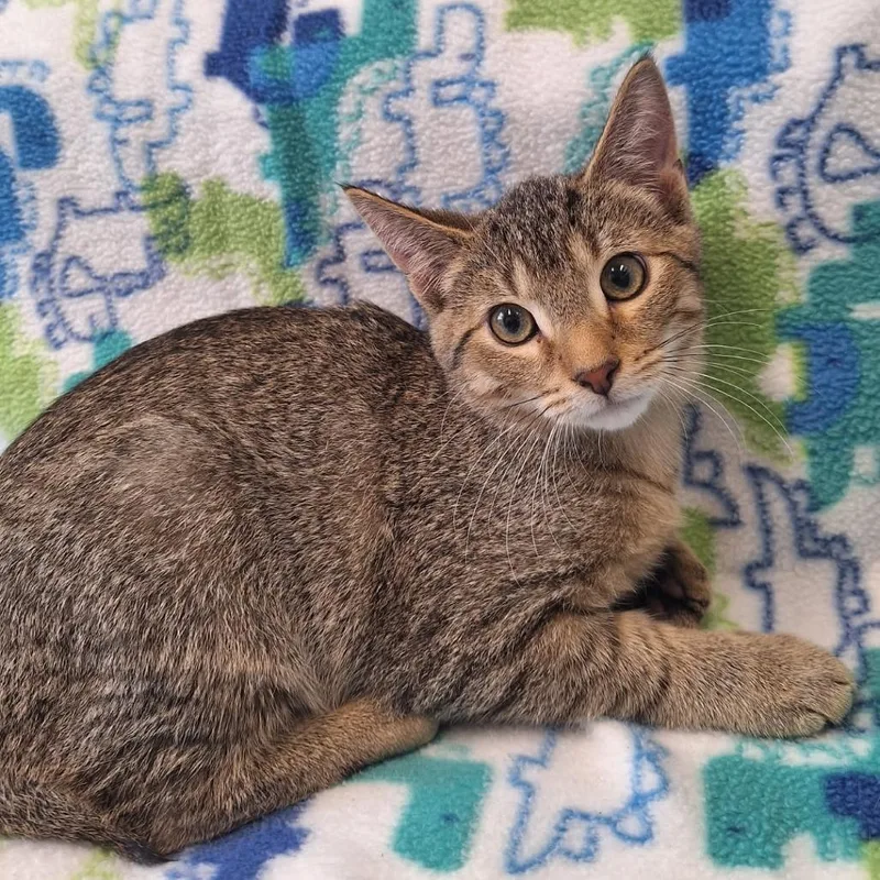 A baby small-sized male Brown / Chocolate Domestic Short Hair cat named Graham Cracker for adoption in Attica, NY