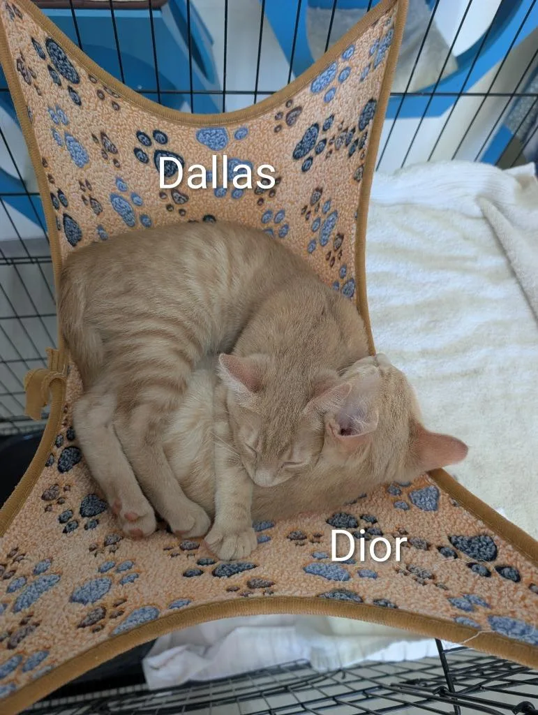 A baby medium-sized male Domestic Medium Hair cat named Dallas for adoption in San Pedro, CA