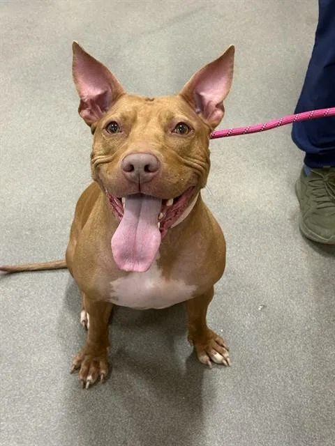 An adult medium-sized female Pit Bull Terrier dog named Seven for adoption in Upper Marlboro, MD