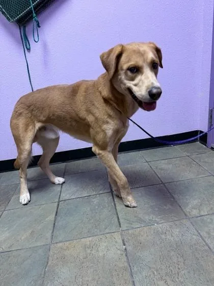 An adult large-sized male Yellow / Tan / Blond / Fawn Mixed Breed dog named 61050293 for adoption in El Paso, TX