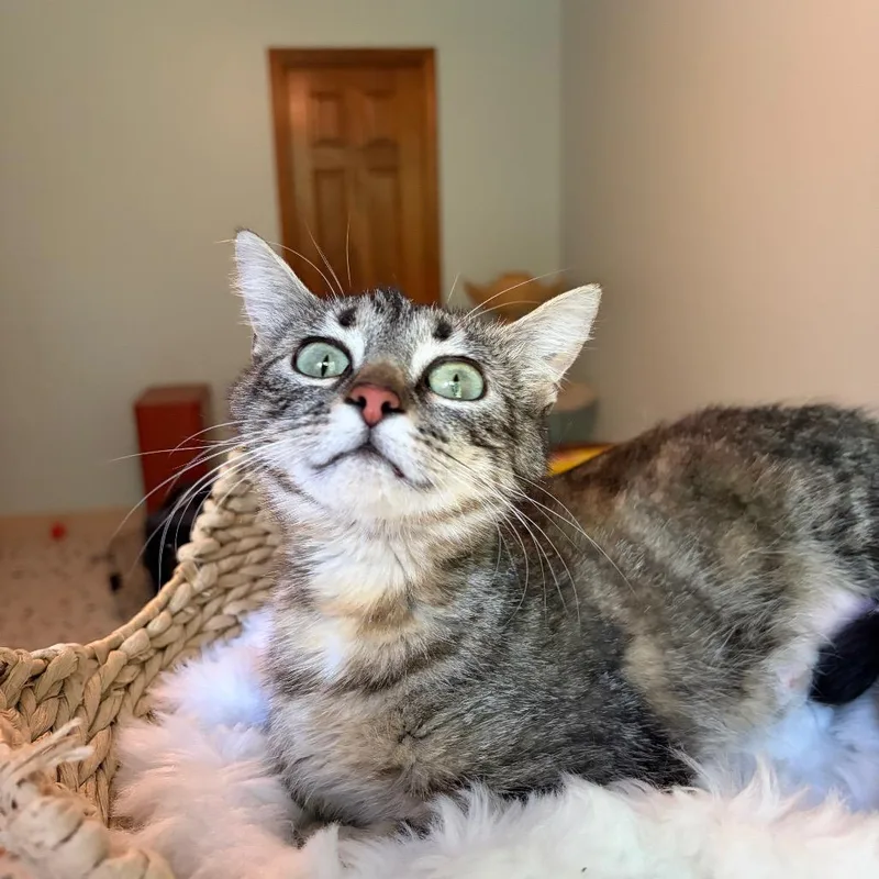 A young medium-sized female Brown / Chocolate Domestic Short Hair cat named Kris Kardashian for adoption in Normal, IL