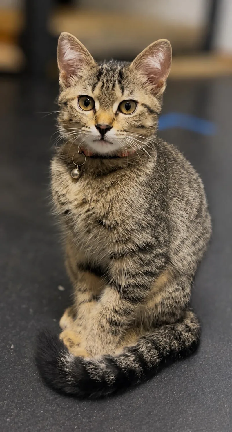 A baby medium-sized female Domestic Short Hair cat named BenZee for adoption in Crown Point, IN