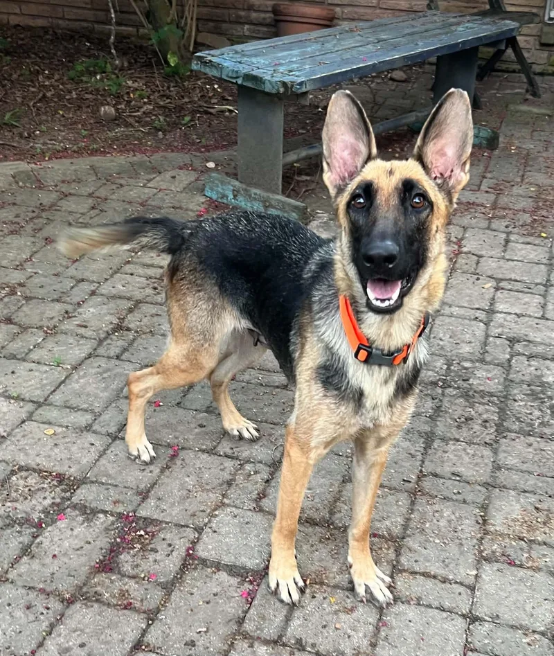 A young large-sized female Tricolor (Brown, Black, & White) German Shepherd Dog dog named Magnolia for adoption in Greeneville , TN