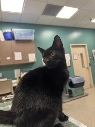 A baby small-sized female Domestic Short Hair cat named Luna for adoption in Fishers, IN
