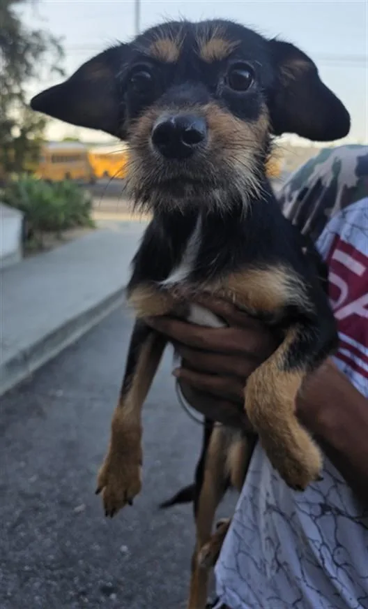 An adult small-sized female Yorkshire Terrier dog named Brook for adoption in Los Angeles, CA