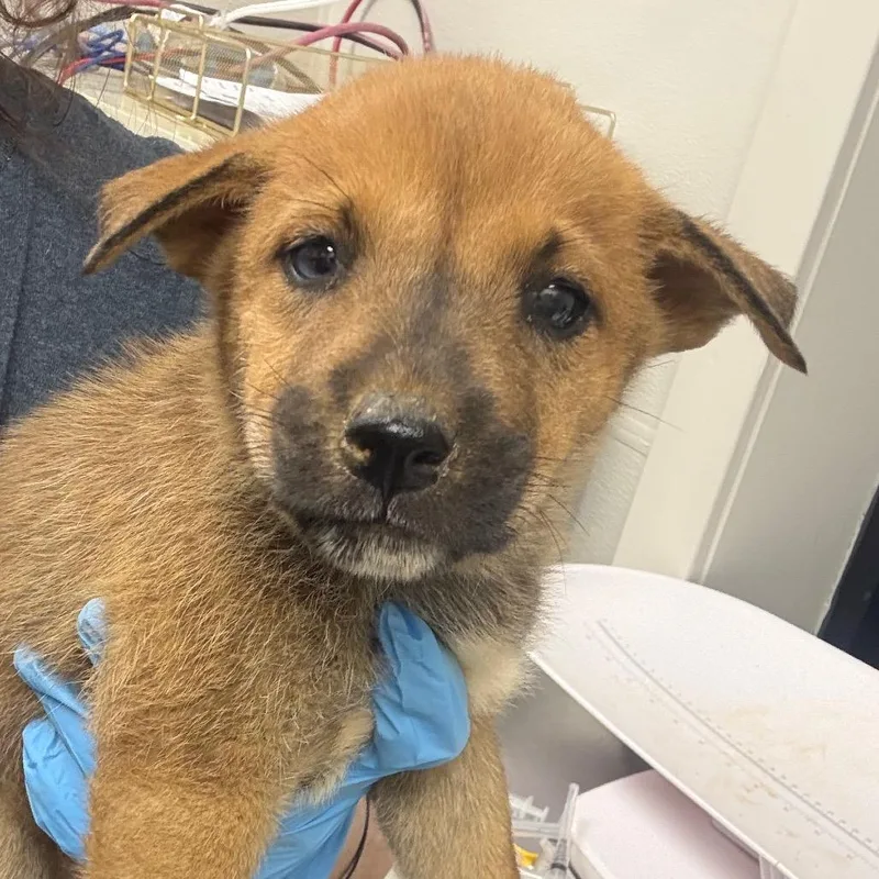A baby small-sized female Brown / Chocolate Mixed Breed dog named Pluto for adoption in Columbiana, AL