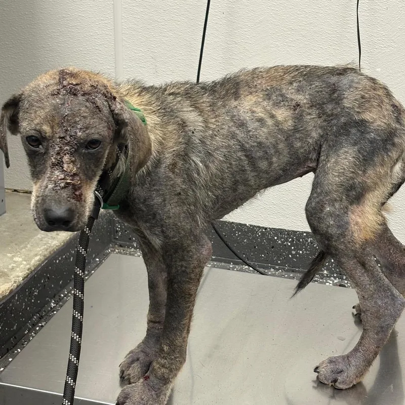 A young medium-sized female Black Mixed Breed dog named Orchid for adoption in Columbiana, AL