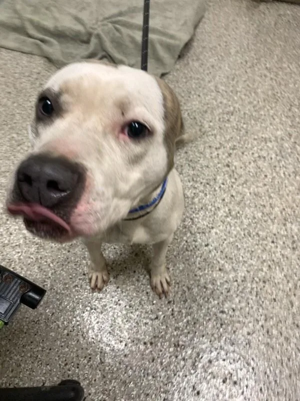 An adult medium-sized male Pit Bull Terrier dog named Vernon for adoption in Vancouver, WA