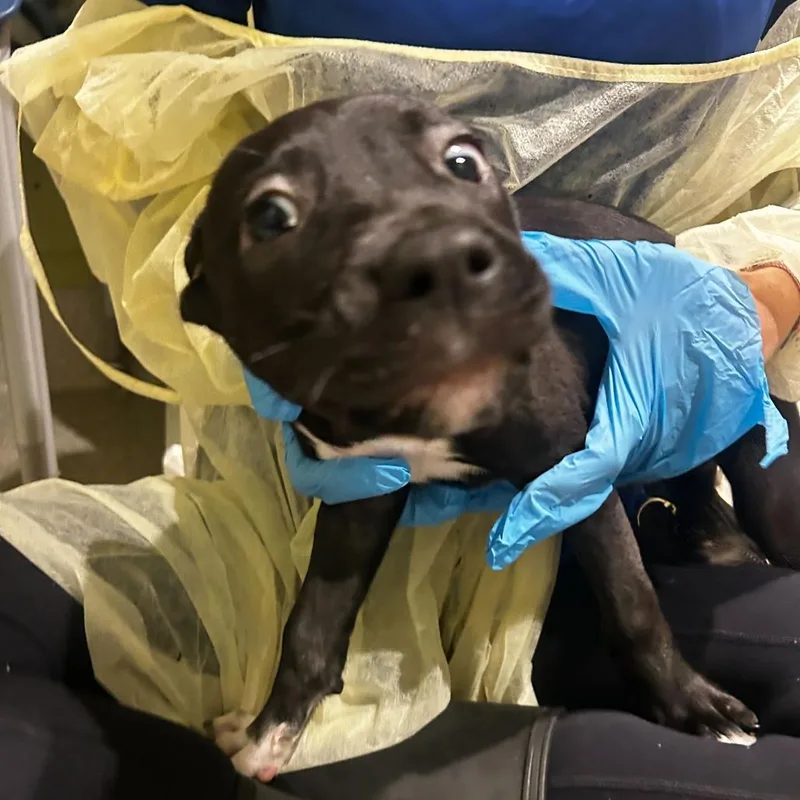 A baby small-sized male Black Mixed Breed dog named Stubby for adoption in Englewood, FL