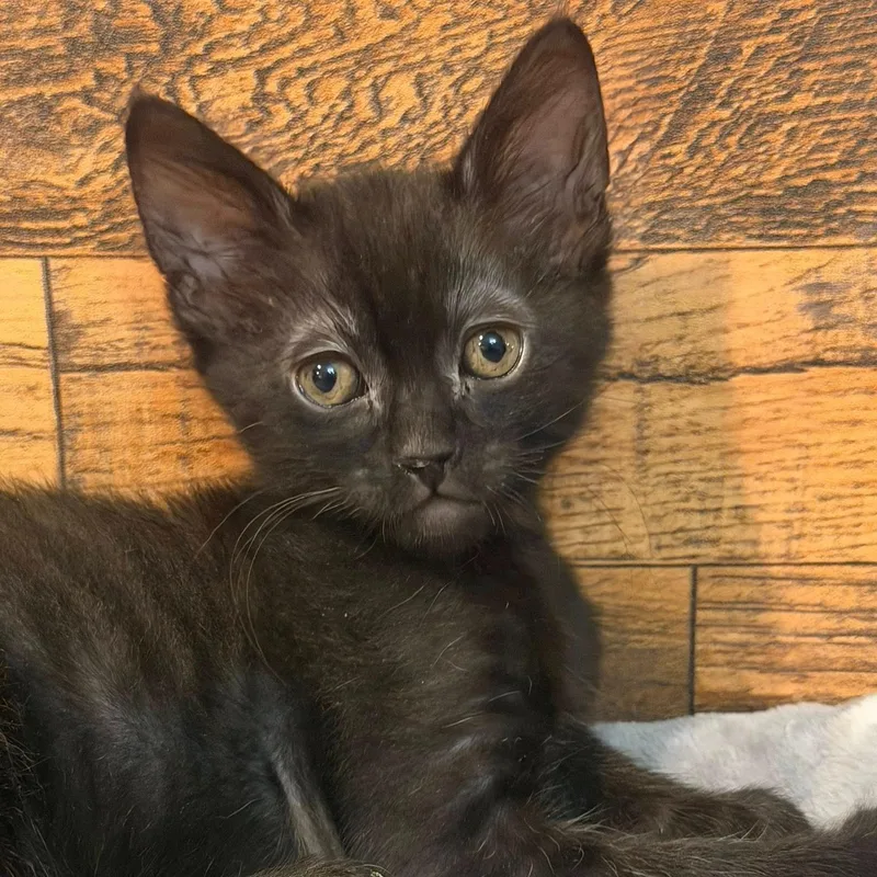 A baby medium-sized male Black Domestic Short Hair cat named Gordito for adoption in Queen Creek, AZ