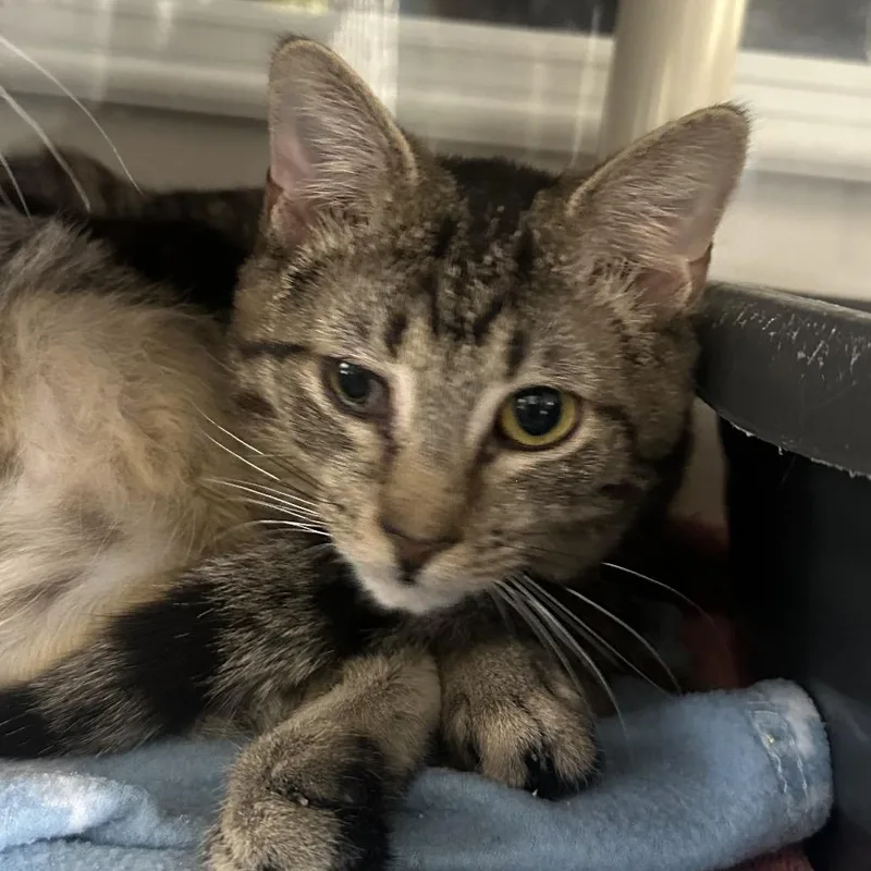 A young medium-sized female Brown / Chocolate Domestic Short Hair cat named Typhoid for adoption in Mount Laurel, NJ