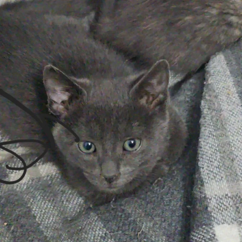 A baby small-sized male Gray / Blue / Silver Domestic Short Hair cat named Ashes for adoption in Spokane, WA
