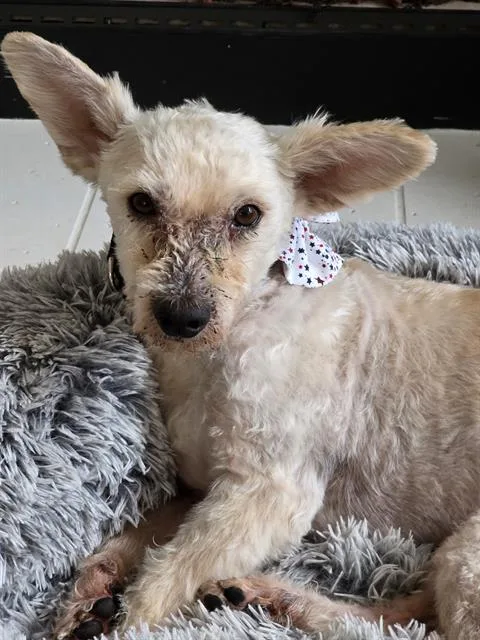 An adult small-sized male Terrier dog named Milo for adoption in San Antonio, TX