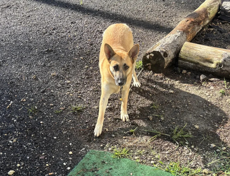 Clarabelle thumbnail 2