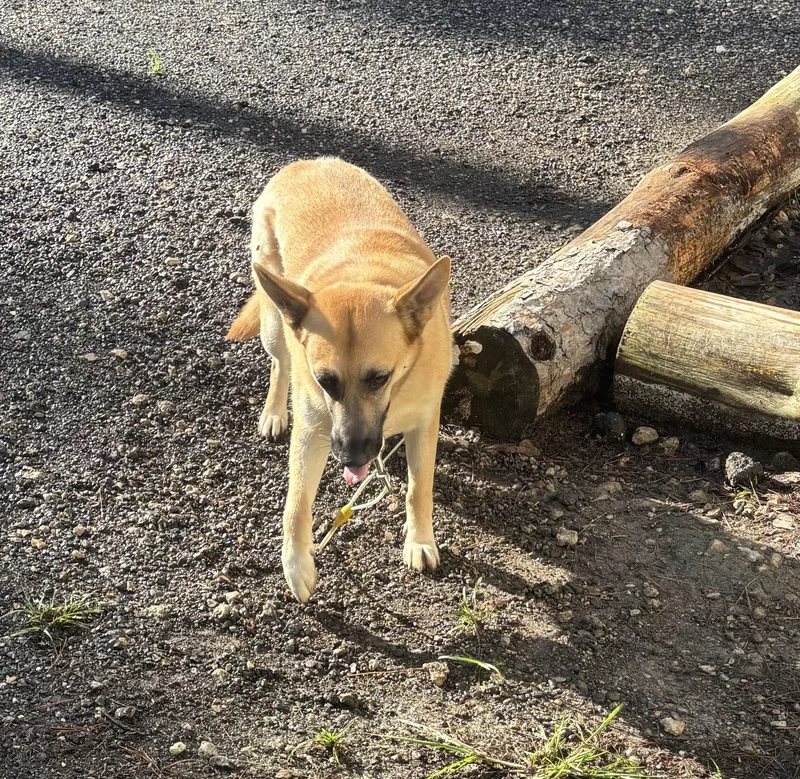 Clarabelle thumbnail 3