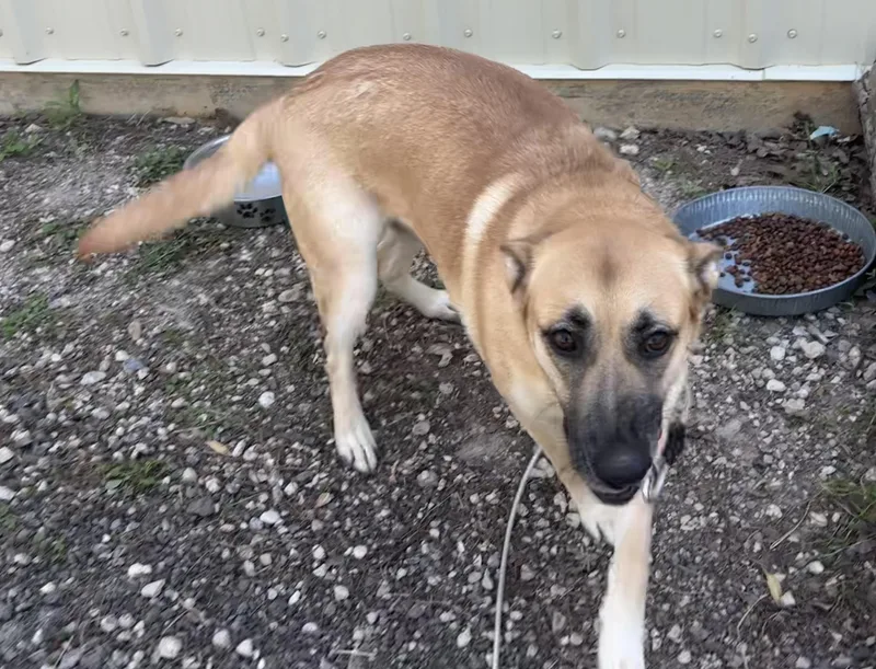 Clarabelle thumbnail 4