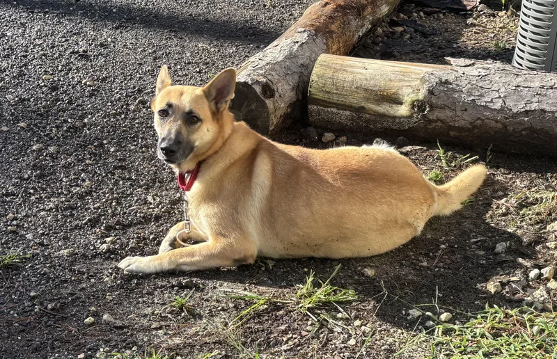 Clarabelle thumbnail 5