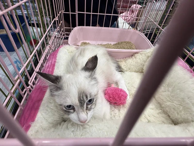 A baby medium-sized female Blue Point Siamese cat named Suki for adoption in Oceanside, CA