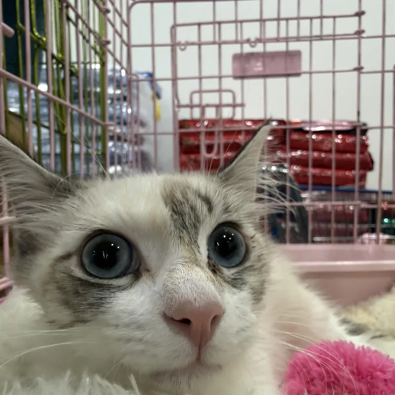 Suki thumbnail 2