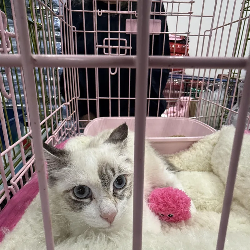 Suki thumbnail 3