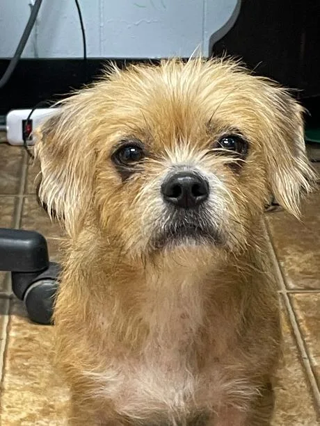 A young small-sized female Yellow / Tan / Blond / Fawn Cairn Terrier dog named Cindy for adoption in Spencer, IN