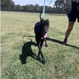 An adult large-sized male Greyhound dog named Ashby Flash for adoption in North Port, FL