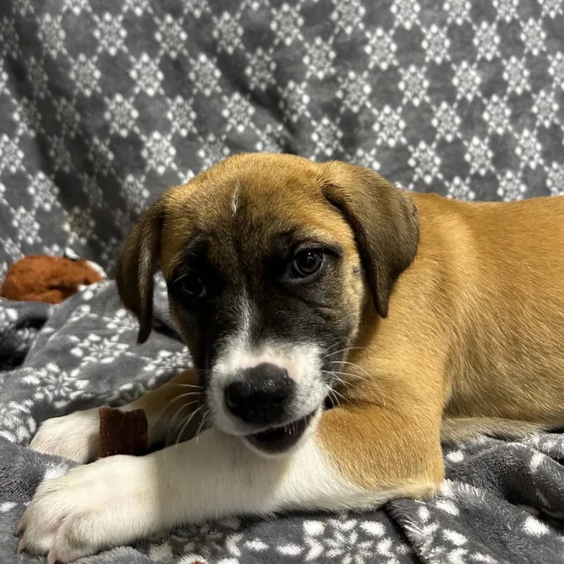 A young medium-sized male Yellow / Tan / Blond / Fawn Black Mouth Cur dog named Rooster for adoption in Hattiesburg, MS