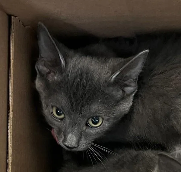 A baby small-sized female Domestic Short Hair cat named Shrimp Puff for adoption in El Cajon, CA
