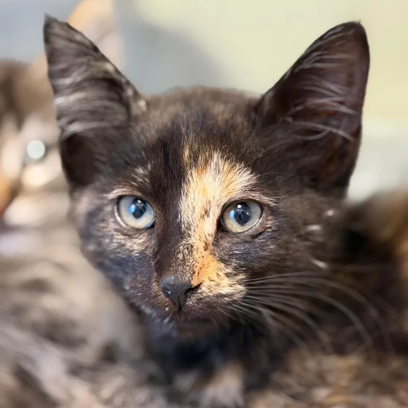 A baby small-sized female Domestic Short Hair cat named Winifred for adoption in Rifle, CO